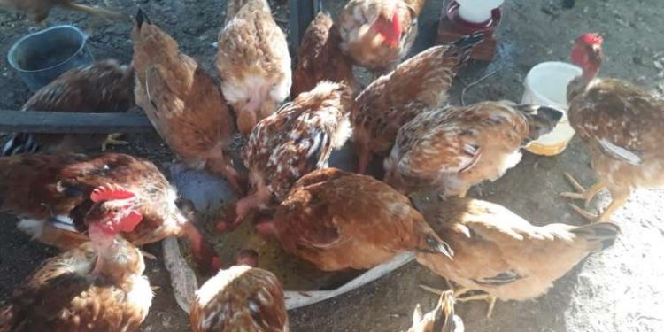 Avicultura e Suinocultura apresenta números positivos na região do Cariri