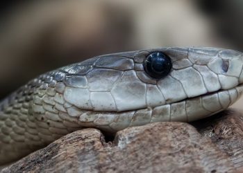 Médicos tiram cobra de 1,5 metro da boca de mulher; imagens fortes