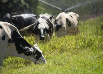 (Foto: Thiara Montefusco/Governo do Ceará)