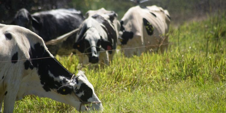 Pecuária de leite acumula crescimento de quase 63% no Ceará