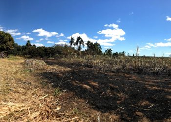 A área de três hectares, administrada pela Fábrica Escola de Barbalha, estava doando o produto para instituições do Cariri (Foto: Alexandre Cortez)