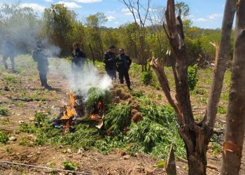 Polícia encontra e destrói plantação de maconha no interior do Ceará (Foto: Arquivo pessoal)