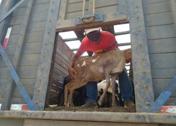 (Foto: Governo do Ceará)