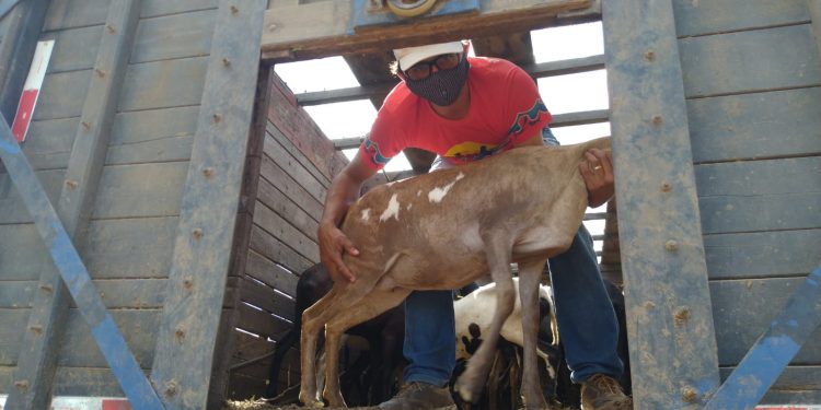 Famílias do campo recebem matrizes ovinas, caprinas e reprodutores do Projeto Paulo Freire