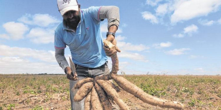 Praga ameaça safra de mandioca em Salitre, no Cariri
