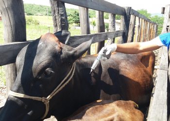 Os produtores têm até o próximo dia 31 para declarar as vacinas (Foto: Wandenberg Belem)