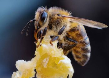 (Foto: Soteavy Som/EyeEm/Getty Images)