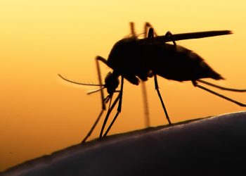 Aedes aegypti é o mosquito transmissor da dengue
