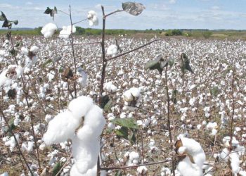 Em 2019, o produtor pagava entre R$ 0,60 e R$ 0,70 por quilo colhido, mas, neste ano, subiu para R$ 1,00 (Foto: Honório Barbosa)