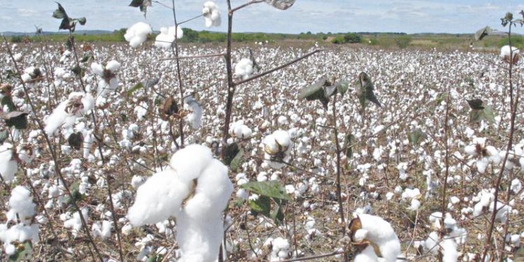 Colheita de algodão no Cariri deve ser concluída até fim deste mês com expectativa de 42 mil toneladas