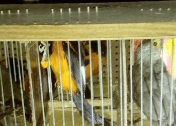 ICMBio apreende oito pássaros transportados ilegalmente da Flona Araripe, em Crato