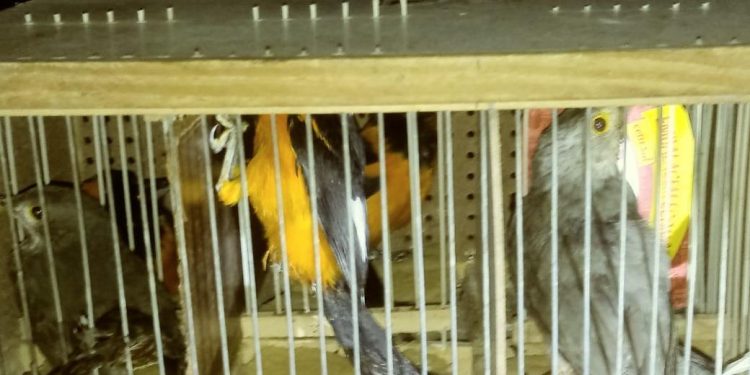 ICMBio apreende oito pássaros transportados ilegalmente da Flona Araripe, em Crato