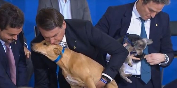 Bolsonaro sanciona lei com pena maior, de até cinco anos, para maus-tratos contra cães ou gatos
