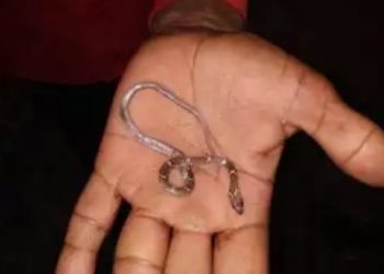 Menino de um ano é socorrido após engolir cobra venenosa