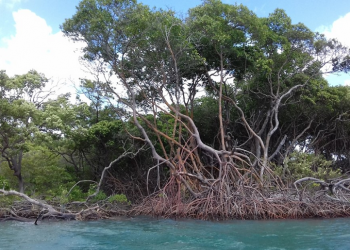 Justiça Federal suspende decisão do Conama que tirou proteção de manguezais e restingas