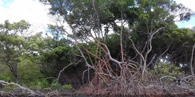 Justiça Federal suspende decisão do Conama que tirou proteção de manguezais e restingas