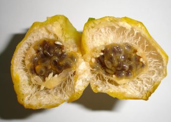 A vitória da primeira etapa de testes proporciona novas esperanças para além do tratamento (Foto: Ana Maria Costa)