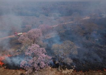 Bioma devastado: Pantanal bate recorde de focos de incêndios na história