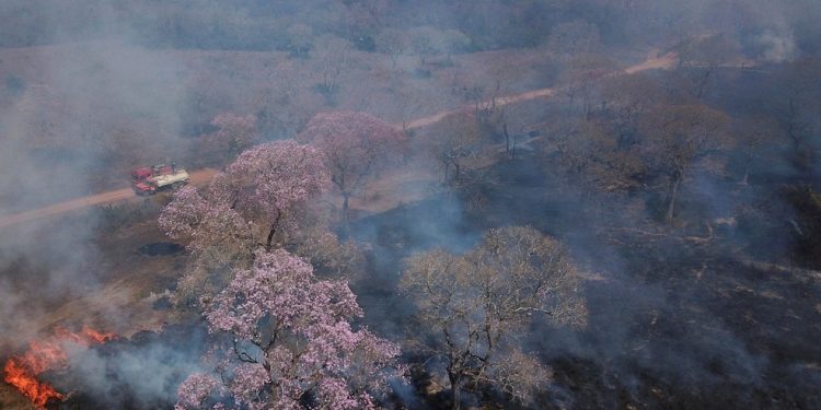 Bioma devastado: Pantanal bate recorde de focos de incêndios na história