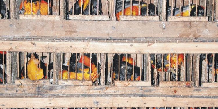 Apreensões e resgates de animais silvestres caem 50% no Ceará