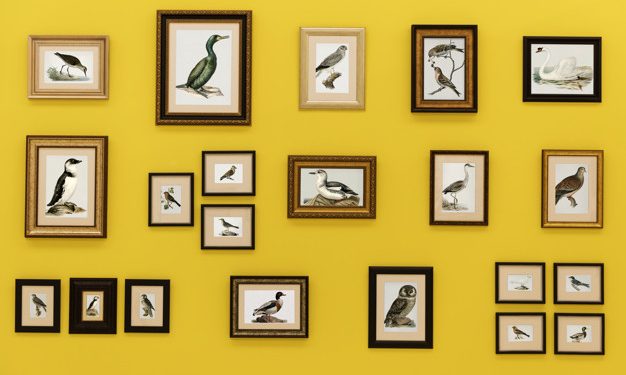 Os pássaros do muro amarelo – Por Alexandre Lucas