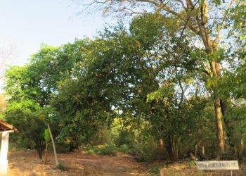 A criação da UC trará benefícios como regulação do microclima local e qualidade do ar, controle de erosão e fertilidade do solo (Foto: Antonio Rodrigues)