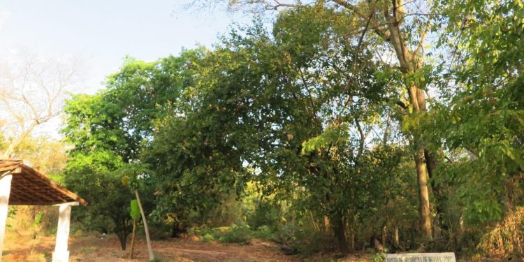 Crato ganhará nova Unidade de Conservação com proposta de “buscar equilíbrio entre natureza e homem”