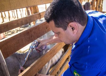 De acordo com a Adagri, o Ceará tem cerca de 2,6 milhões de bovinos e 1,4 mil de bubalinos (Foto: Hélio Filho)