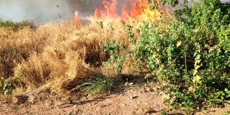 Incêndio atinge as proximidades da UFCA, em Juazeiro do Norte