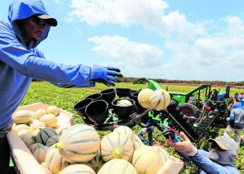Encomendas da Europa acabaram surpreendendo e superando a programação de cultivo de frutas (Foto: Natinho Rodrigues)