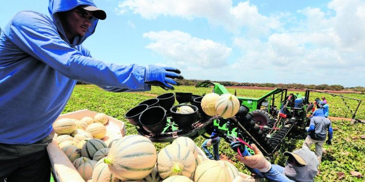 Agricultura cearense deve crescer 20% e fechar ano com vendas de até R$ 3,5 bilhões
