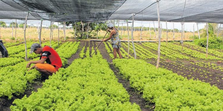 Ceará é o Estado do Nordeste a receber mais recursos do PAA
