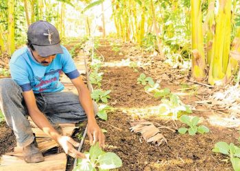 Agrofloresta é alternativa para reduzir número de queimadas no CE