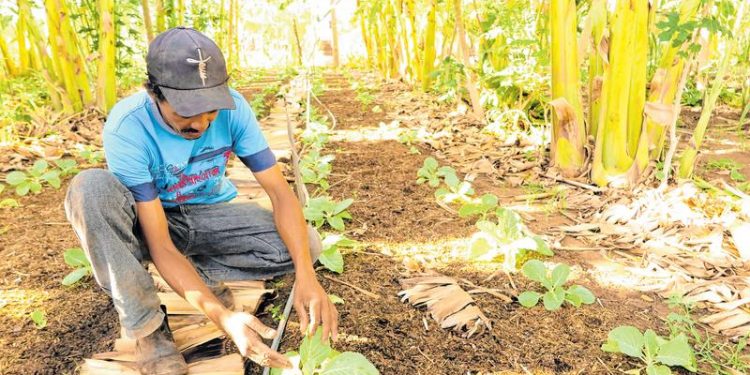 Agrofloresta é alternativa para reduzir número de queimadas no CE
