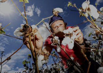Em 2018, foram cultivados 30 hectares no Cariri. Em 2019, a área expandiu para 700 hectares. Neste ano, chegou ao dobro do ano passado (Foto: Divulgação/Adagri)