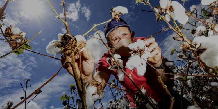 Algodão: Fiscalização da Adagri notifica 18 produtores por desrespeito ao vazio sanitário, no Cariri