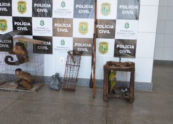 Macacos-prego e aves apreendidos em sítio na zona rural de Assaré estavam presos em gaiolas (Foto: Polícia Civil/Divulgação)