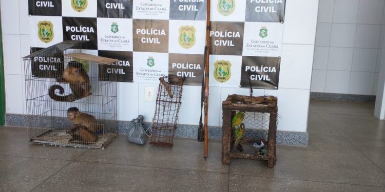 Dois macacos-pregos, aves silvestres e arma são apreendidos pela polícia em Assaré
