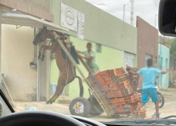Burro fica suspenso em carroça com excesso de peso no Bairro Salesianos, em Juazeiro do Norte (Foto: Divulgação)