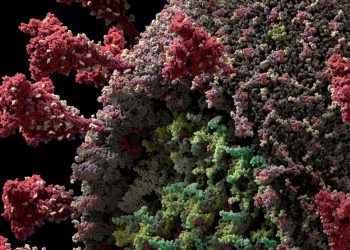 Brasil volta a registrar mais de 40 mil casos de Covid-19 em 24h perto de atingir 5 milhões