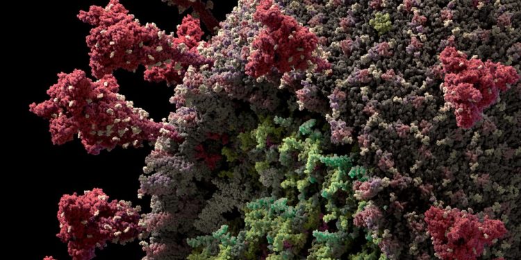 Brasil volta a registrar mais de 40 mil casos de Covid-19 em 24h perto de atingir 5 milhões