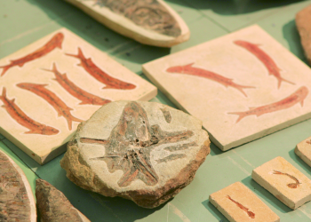 Investigação aponta que peças eram precificadas de acordo com raridade do fóssil (Foto: Arquivo)