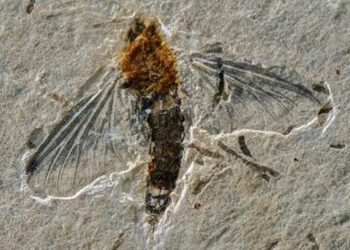 Incluído na família Oligoneuriidae, a nova espécie foi nomeada Incogemina nubila, que significa geminação incompleta em latim (Foto: Divulgação/UFES)