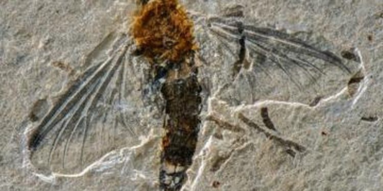 Fóssil do Cariri revela inseto raro que viveu há mais de 100 milhões de anos