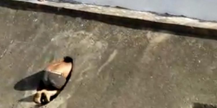 Assaltante rouba celular, pula em canal e tenta se esconder em tubulação no Crato; veja vídeo