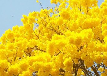 O ipê-amarelo-flor-de-algodão, que possui o nome científico Handroanthus serratifolius, é uma espécie de árvore do gênero Handroanthus. É uma árvore com porte que varia de médio a grande e pode atingir de 15 a 30 metros de altura (Foto: Arquivo)