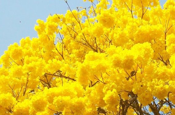 O Apê e o Ipê – Por J. Flávio Vieira