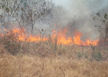 Após determinação do Ibama, Ceará ficará sem cobertura de brigadistas nos meses com maior incidência de queimadas