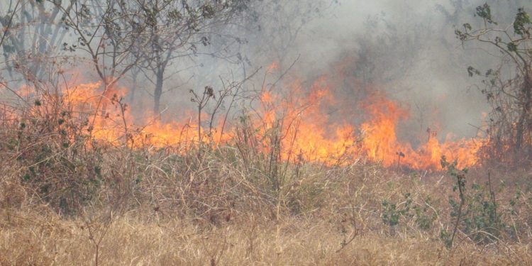 Após determinação do Ibama, Ceará ficará sem cobertura de brigadistas nos meses com maior incidência de queimadas