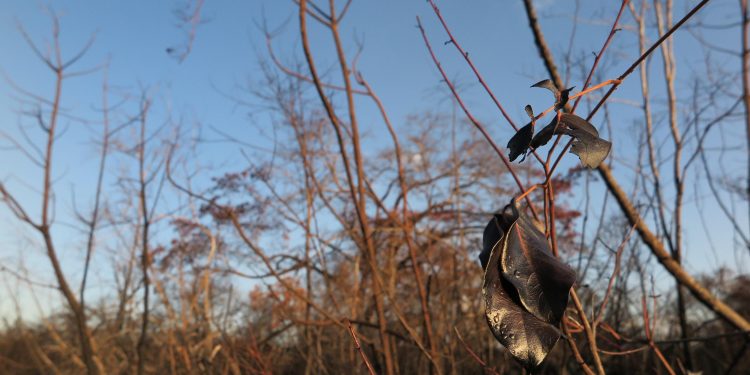 Mais de 1.400 focos de incêndio já foram registrados no Cariri em 2020